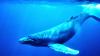 humpback_Whale_underwater_shot.jpg - 