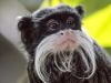 bearded_monkey.jpg - 