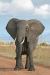 African_Bush_Elephant.jpg - 
