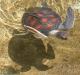 turtle_from_above.jpg - 