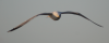 seagull_2.png - 