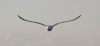 seagull_3.png - 