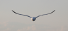 seagull_3_800.png - 