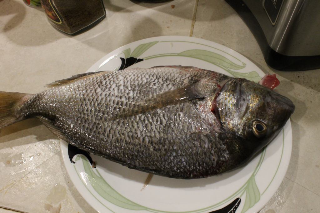 Porgies Bigger than a dinner plate caught on the Morning Star