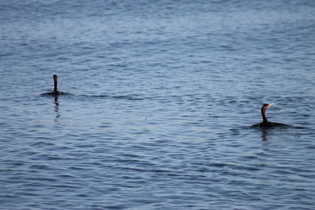 Double-Crested Cormorant