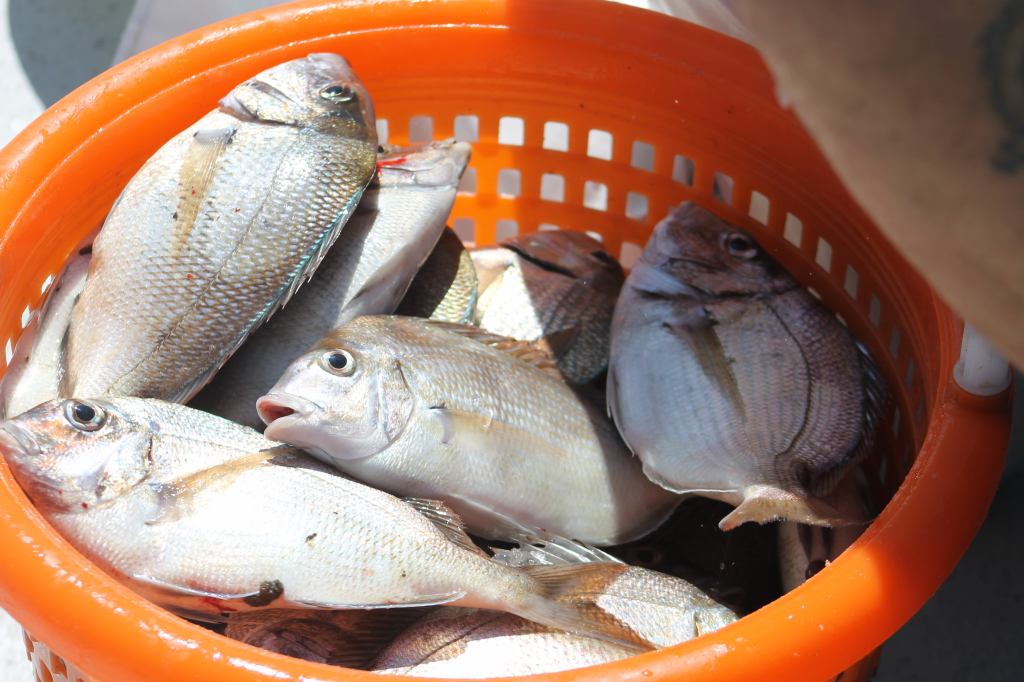 Jamaica Bay Porgy Bounty