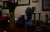 flowers2.png - 