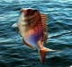 porgy_up.png - 