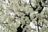 cherry_blossoms.png - 