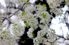 cherry_blossoms2.png - 