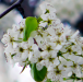 cherry_blossoms_close2.png - 
