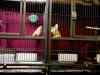 cage_1.jpg - 