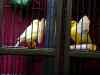 cage_2.jpg - 