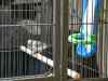 cage_3.jpg - 