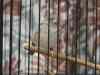 cage_4.jpg - 