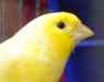 portrait_beak2.jpg - 