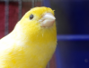 portrait_beak.png - 