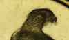 maltese_1975_falcon_rev_close.jpg - 2012:08:23 20:14:36