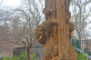 oak.png - 