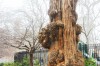 oak2.png - 