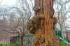 oak3.jpg - 2013:01:13 14:04:15