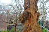 oak3.png - 