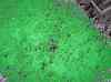 grass.jpg - 