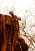 squire.png - 