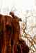 squire_2.jpg - 2013:01:13 14:06:01