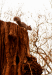 squire_2.png - 
