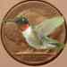 hummingbird.jpg - 