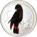 red_tailed_black_cockatoo.png - 