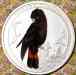 red_tailed_black_cockatoo_flowers_o.jpg - 