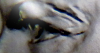 eys2.png - 