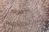 dutch_arch_obv_2008_silver_1.3.png - 