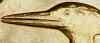 beak.jpg - 
