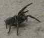 Atrax_robustus.jpg - 2004:11:23 14:06:10