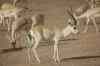 marica_gazelle.jpg - 2005:06:15 07:40:09