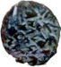 judian_zion_putah_2021_b_sm.png - 