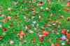 leaf_color_collage_800.jpg - 2012:09:30 15:38:26