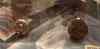 satrpas_kashmir.jpg - 2009:01:11 15:01:32