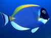 Powder_Blue_Surgeon_fish_wallpaper.jpg - 