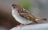 birds_of_sheehshead_bay_sparrow2.jpg - 2018:08:07 17:53:33