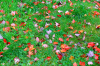 leaf_color_collage.png - 