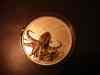 dsc05869.jpg - 2008:12:30 04:07:28